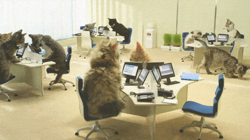 Cats at the office GIF